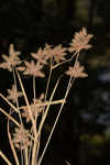 Dwarf umbrella-sedge